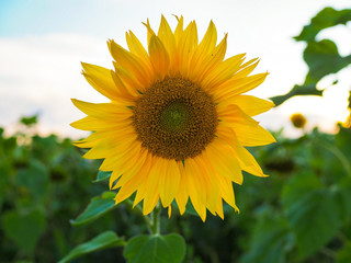 big yellow sunflower on a sunflower field at summer sunset