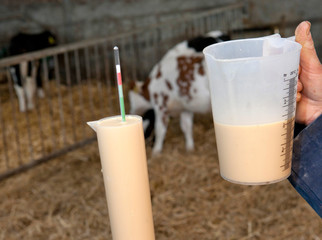 Colostrum. Biest. First milk for youngborn calves. Farming. Young stock. Measuring can and...