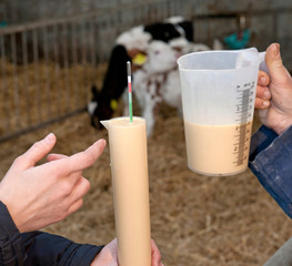 Colostrum. Biest. First milk for youngborn calves. Stable. Farm. Farming. Cows. Cattle breeding....
