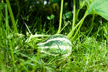 Green striped warty pumpkin on a bush in the garden. Ornamental plants, farmers season