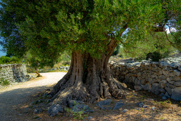 Obraz premium olive tree