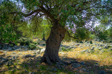 olive tree