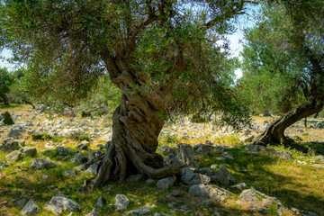 Fototapeta na wymiar olive tree