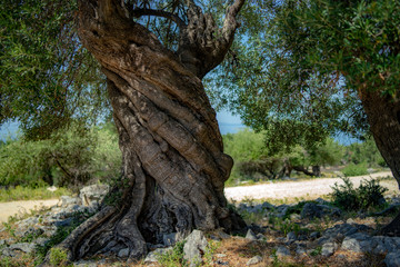 Obraz premium olive tree