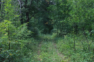 лесной путь