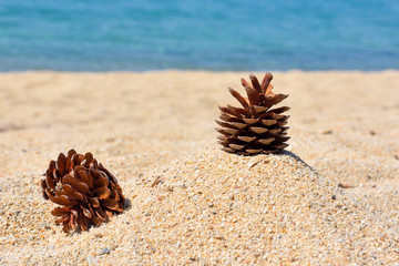 The pine cones on sand near sea on a hot sunny day