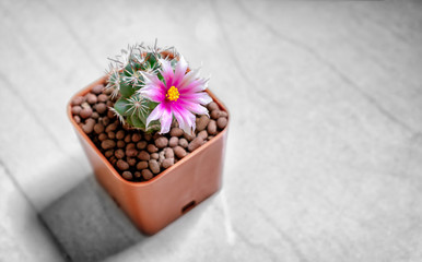 Mammillaria Schumannii Cactus with Blooming Flower Planted in a Pot.