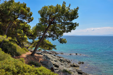 Sea view from beach. Pine forest tree by the sea in Halkidiki, Greece