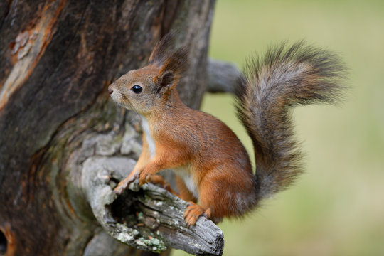 Red squirrel in a tree