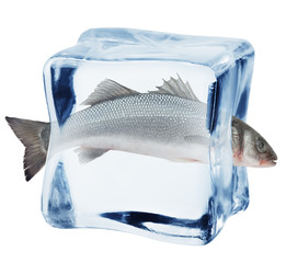 Seabass in ice cube, isolated on white background, clipping path, full depth of field
