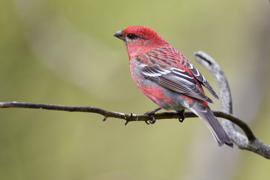 Pine grosbeak perching on branch