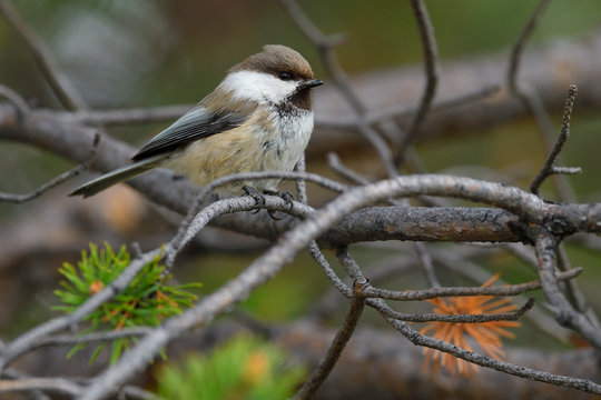 Siberian or Boreal tit or Grey-capped chickadee, Parus or Poecile cinctus,  boreal Taiga forests, Ovre Pasvik National Park, Norway