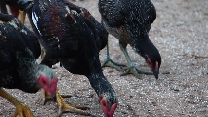 Many chickens were feeding at noon footage slow motion