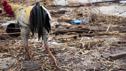 Many chickens were feeding at noon footage slow motion