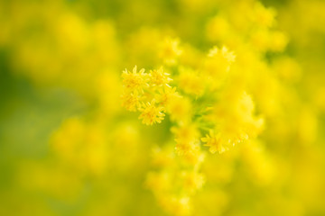 Closeup nature view of yellow flower on blurred background in garden with copy space using as background natural flower plants landscape, ecology, fresh wallpaper concept.