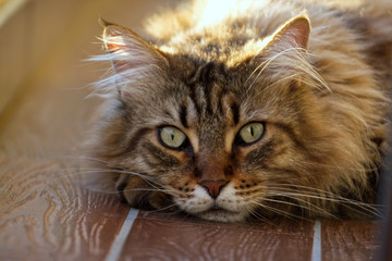 Maine Coon