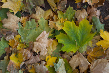 Autumn leaves