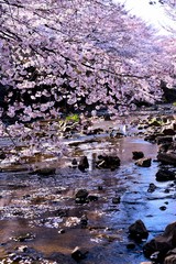 恩田川の桜