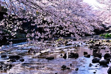 恩田川の桜