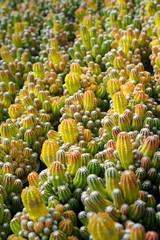 colourful small cantus with red green oranges color