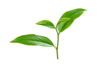 green tea leaf isolated on white background