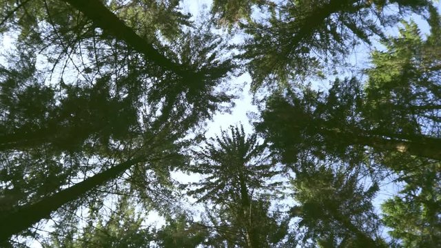 Tree tops spinning around in the forest