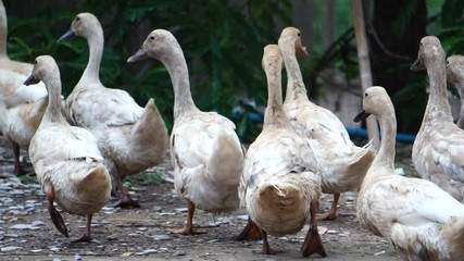 Many ducks are looking for food in an orderly way footage slow motion