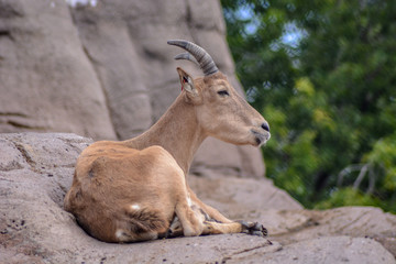 Goat on a rock