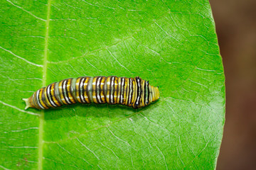 Image of Spot Swordtail Caterpillar brown morph(Graphium nomius) on green leaves on a natural background. Insect. Animal.