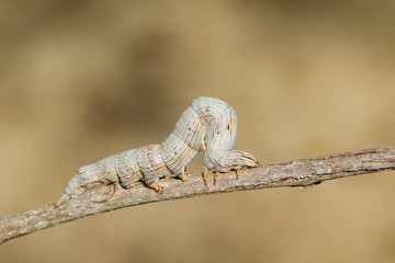 Image of brown caterpillar butterfly on the branches on a natural background. Insect. Animal.