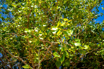 Fototapeta premium green leaves of tree in spring