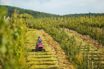 A mature farmer driving mini tractor outdoors in orchard.