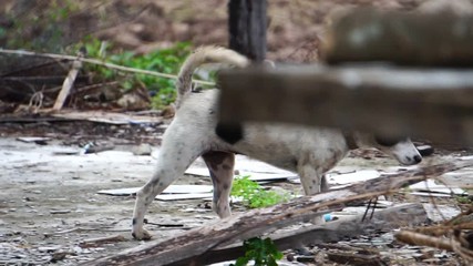 close-up puppy is naughty because of curiosity footage slow motion