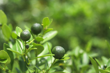 young green orange and leaves on the branch with blurred background.