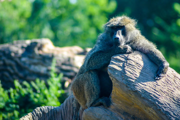 baboon on a rock