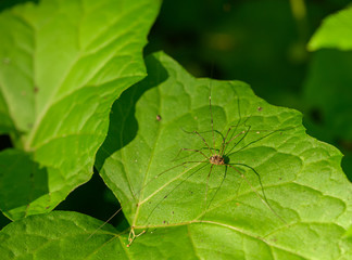 Opiliones or harvestmen spider in green leaf.
