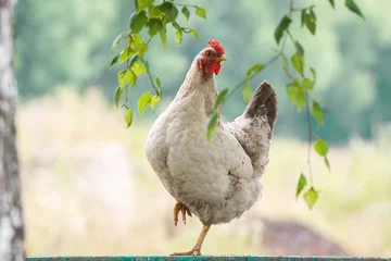 Fotobehang chicken on the fence © alexbush