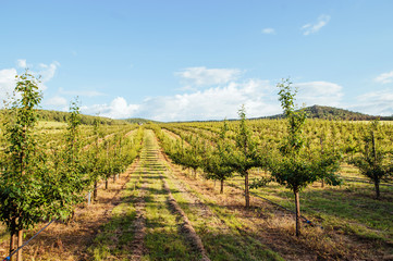 Fototapeta na wymiar Rows of trees in a fruit orchard.