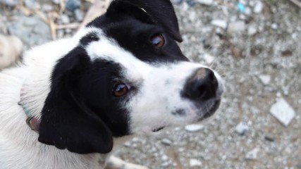 close-up puppy is naughty because of curiosity footage slow motion