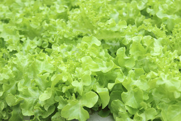 Green Salad lettuce in the garden
