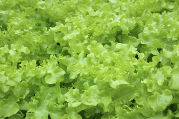 Green Salad lettuce in the garden