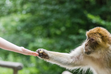 ape