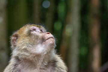 ape