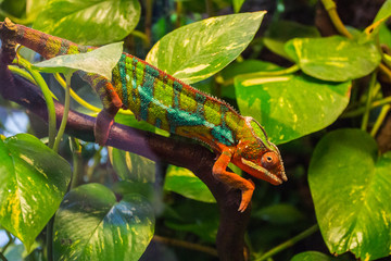 Chameleon hides in green leaf © Shyshko Oleksandr