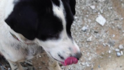 close-up puppy is naughty because of curiosity footage slow motion