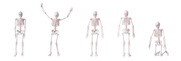 Skeleton isolated on the white background
