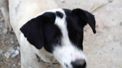 close-up puppy is naughty because of curiosity footage slow motion