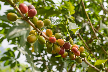 Coffee Beans Plant