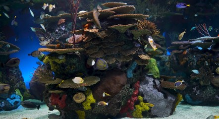 tropical fish in aquarium