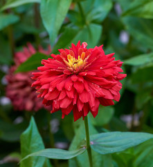 blooming red flower Zinnia in the garden